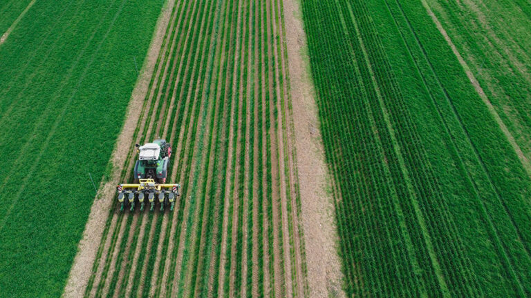 Intercropping: la asociación de cultivos que puede revolucionar el campo